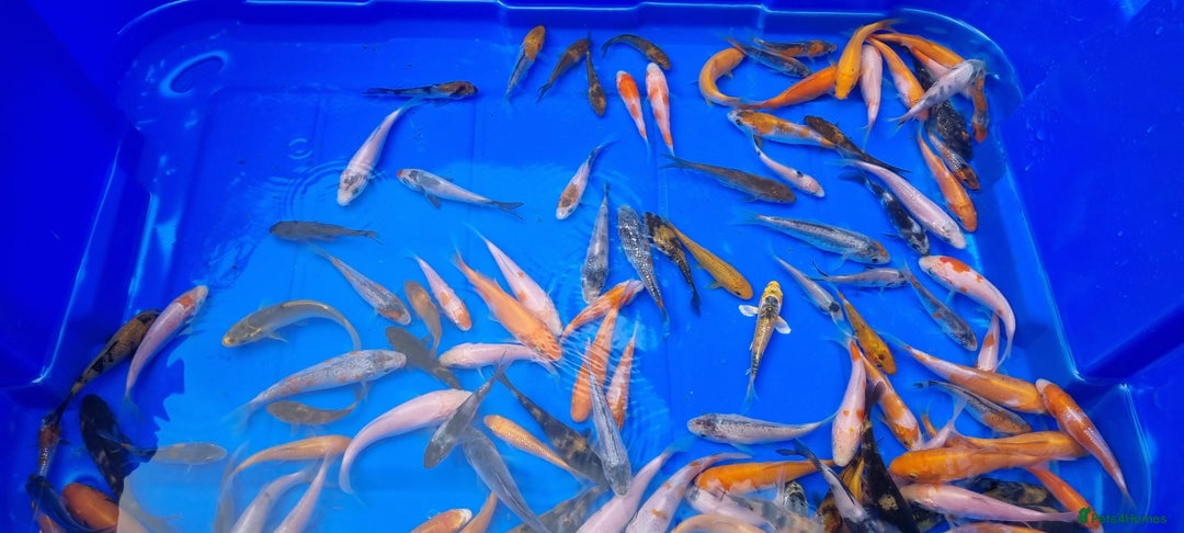 Koi Carp fish for sale: 2 to 4 inch Mixed Koi Carp Fry: young pond fish - Image 5