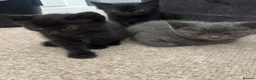 Mixed Breed cats for sale: 3 beautiful Kittens  - Advert 3