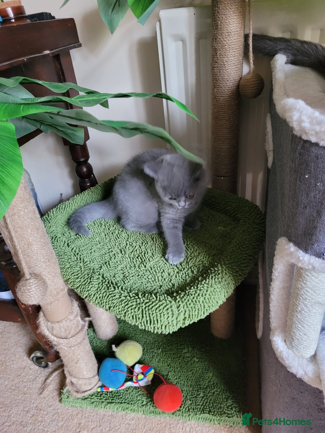 British Shorthair cats for sale: BRITISH SHORTHAIR KITTEN - Advert 8