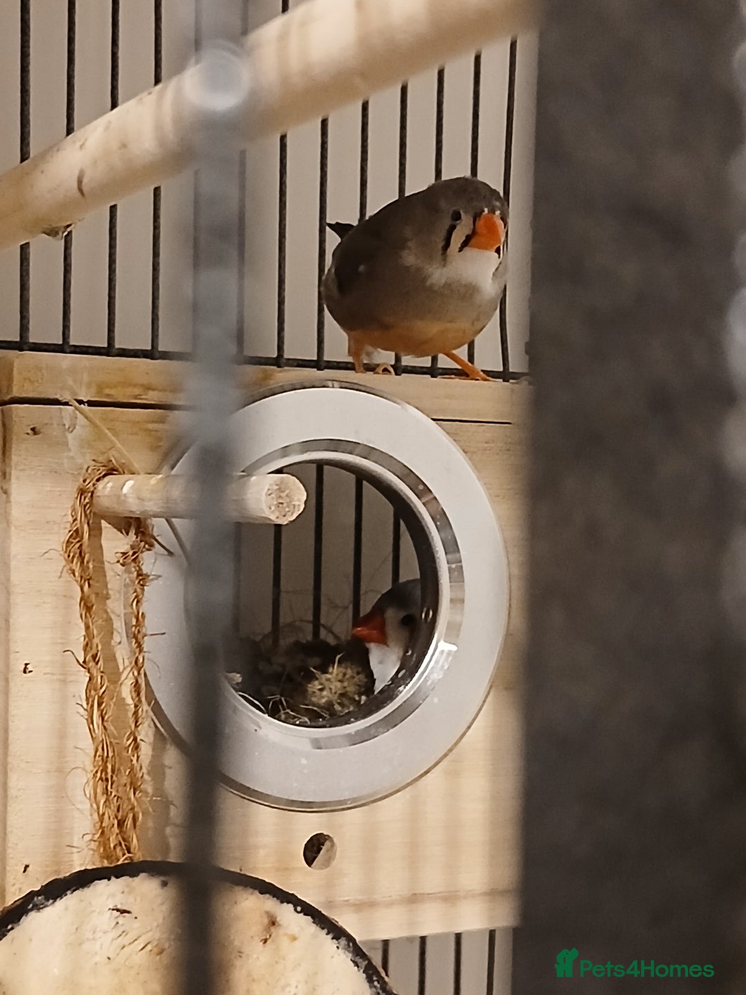Mixed Breed birds for sale: Zebra finches and diamond doves with cage  - Advert 3