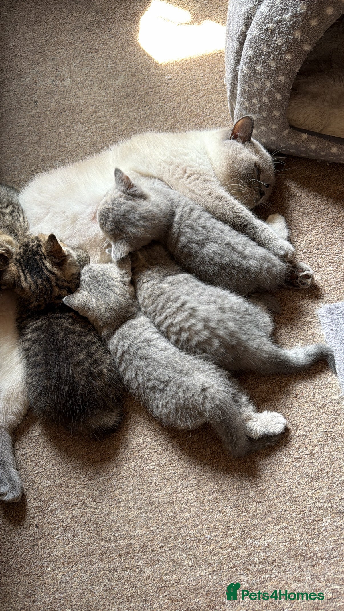 British Shorthair cats British Shorthair kittens 🐾 - Advert 2