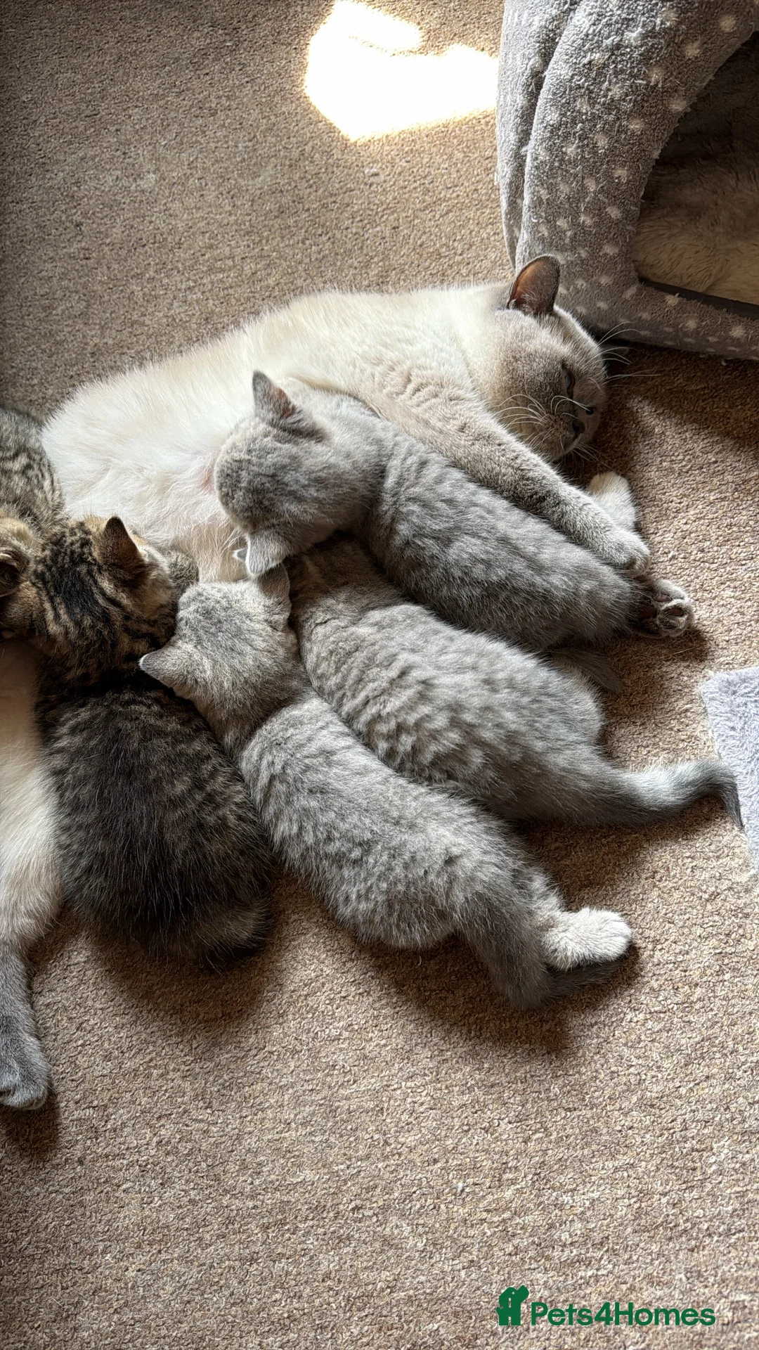 British Shorthair cats for sale: British Shorthair kittens 🐾 - Advert 2