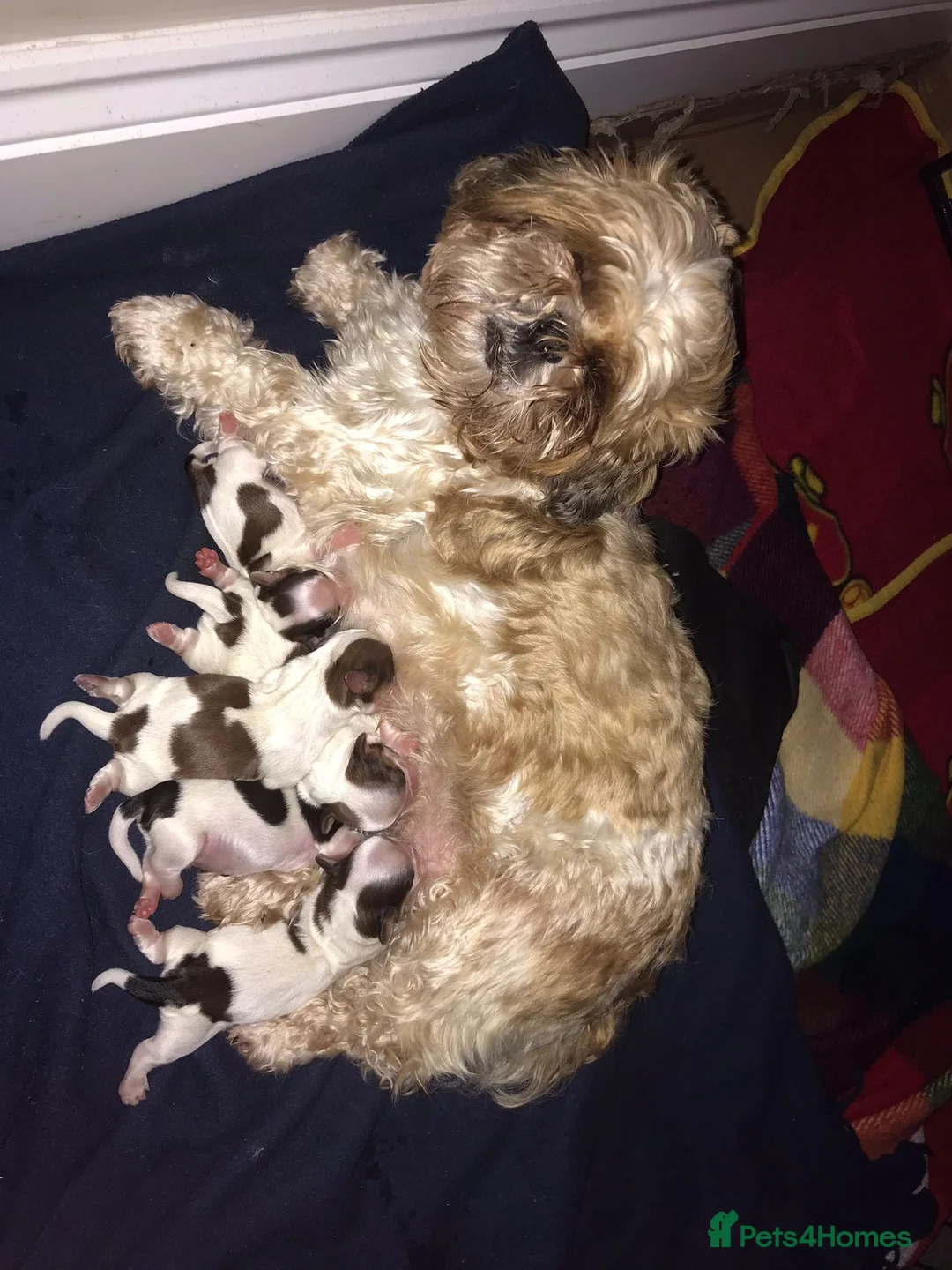 Shih Tzu dogs for stud: Alffi Our Family ShihTzu is Available for Stud. in Caernarfon - Advert 6