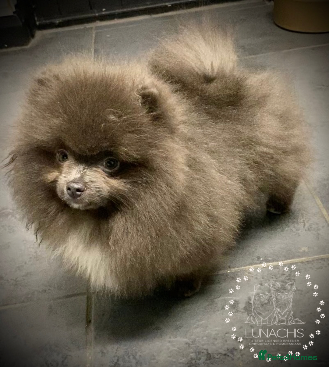 Pomeranian dogs for sale: Stunning Pomeranian puppies - Advert 8