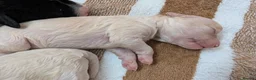 Cavapoo dogs for sale: Stunning Markings F1B Toy Cavapoo puppies  - Advert 12