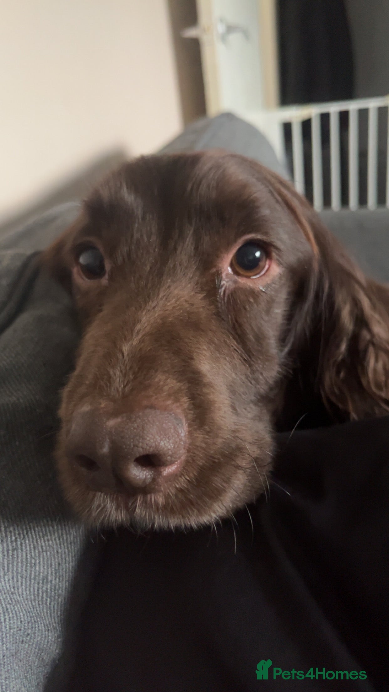 Cocker Spaniel dogs Male Cocker spaniel  - Advert 2