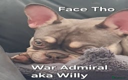 French Bulldog dogs for stud: KC TOP DRAW STUD Ramsgate  in Ramsgate - Image 1
