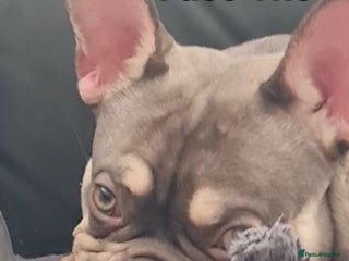 French Bulldog dogs in Ramsgate - Advert 14