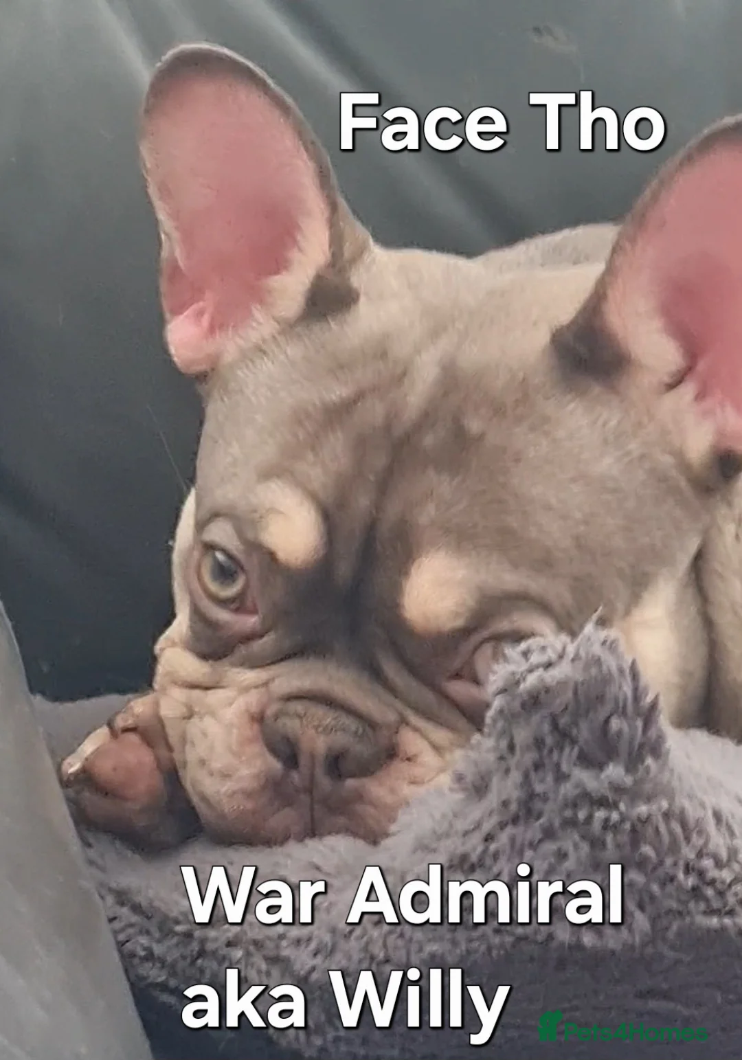 French Bulldog dogs for stud: KC TOP DRAW STUD Ramsgate  in Ramsgate - Advert 3