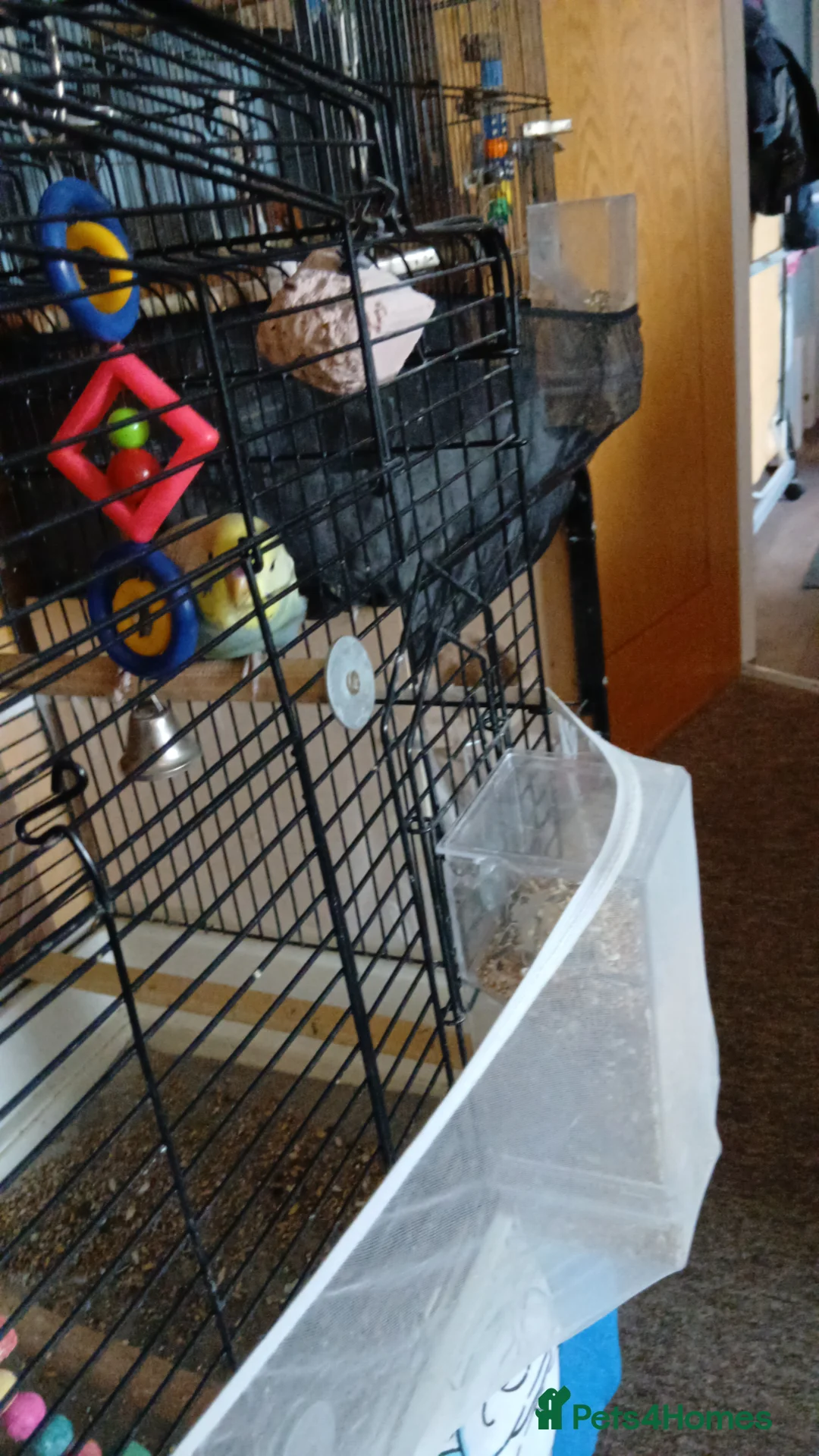 Budgerigars birds for sale: Budgerigar  - Advert 1