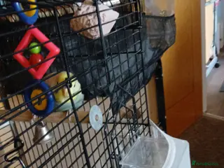 Budgerigars birds Budgerigar - Advert 10