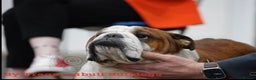 English Bulldog dogs for stud: Britishpride stud  in Manchester - Advert 5