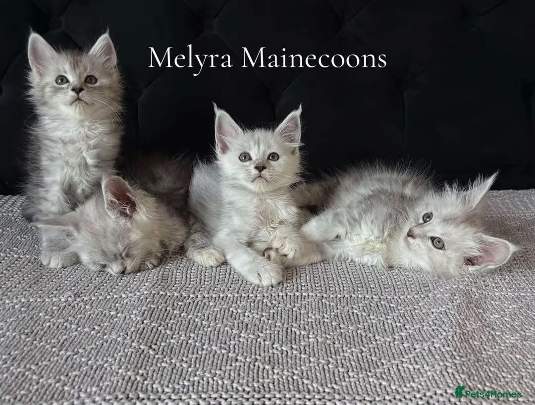 Maine Coon cats ⭐TICA Mainecoons-Champion lines⭐  - Advert 1