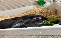 Polish rabbits for sale: Rabbit’s - Image 7
