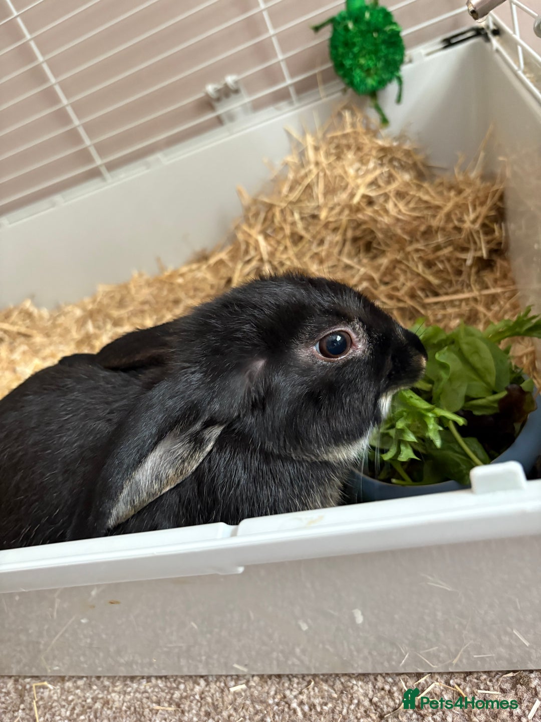 Polish rabbits for sale: Rabbit’s - Image 7