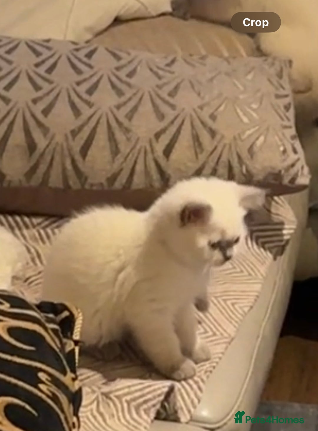 British Shorthair cats for sale: Colourpoint British Shorthair - Image 24
