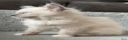 Ragdoll cats for sale: Gorgeous blue point ragdoll kitten - Advert 6