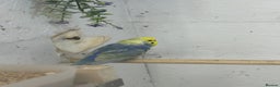 Budgerigars birds for sale: ***Closing down aviary*** - Advert 4