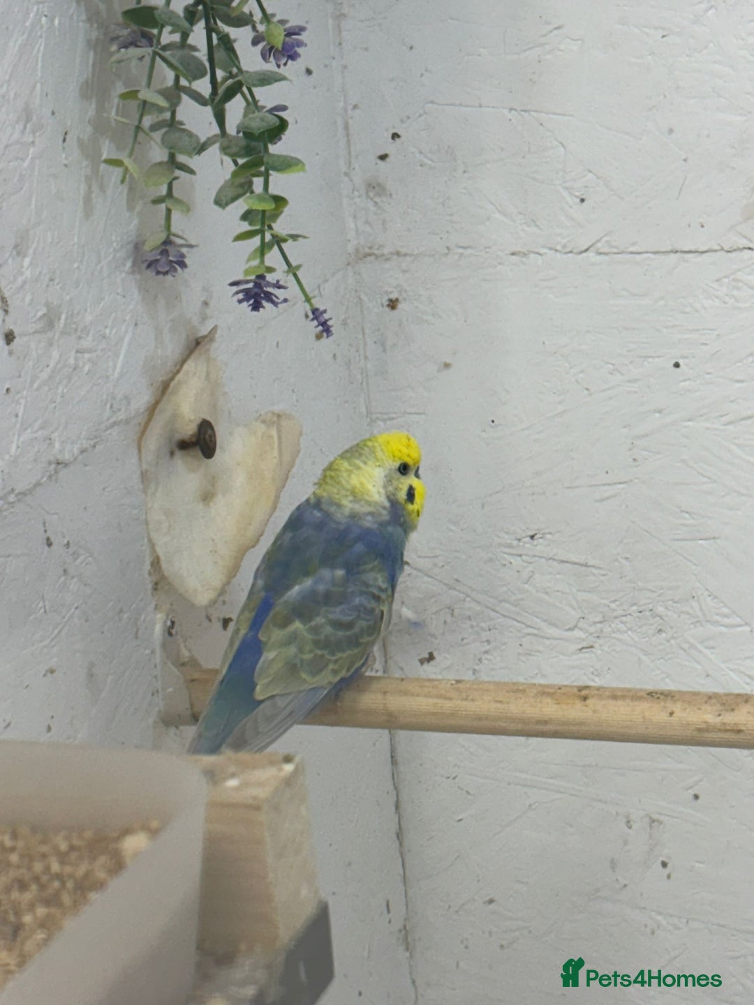 Budgerigars birds for sale: ***Closing down aviary*** - Advert 4