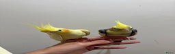 Cockatiels birds for sale: Beautiful Cockatiels for sale  - Advert 8