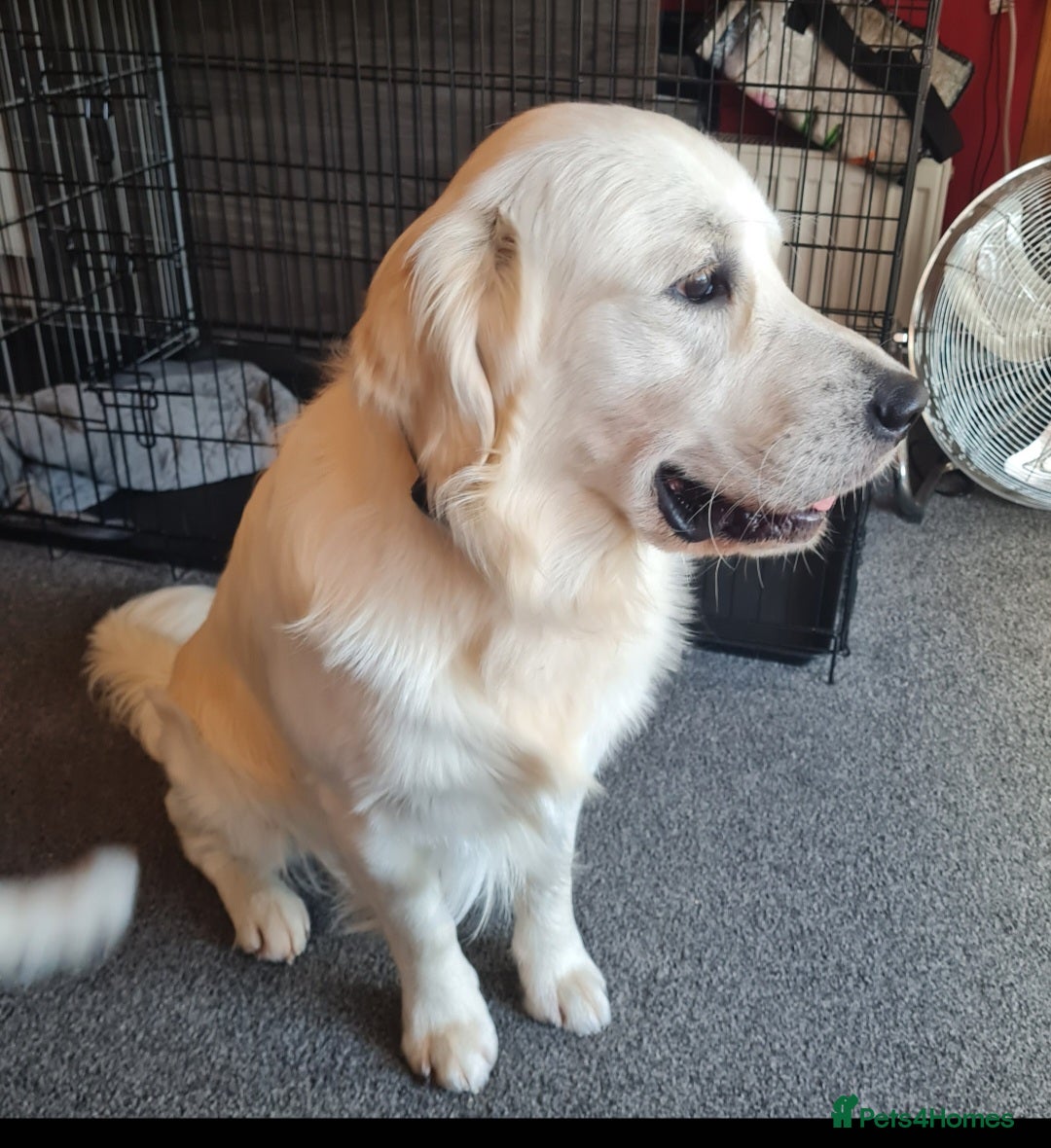 Golden Retriever dogs for sale: Stunning Golden Retriever boy - Image 5