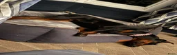 Dobermann dogs for sale: Reluctant but Necessary Sale - Advert 5