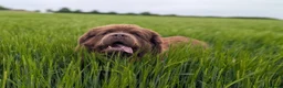 Newfoundland dogs for stud: Brown kc registered newfoundland  in Alcester - Advert 16