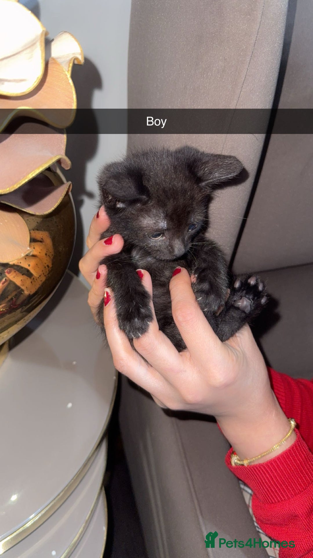 British Shorthair cats for sale: Kitten  - Image 6