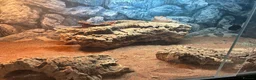 Bearded Dragon reptiles for sale: 3 year old Bearded Dragon with Vivarium included in Derby - Advert 4