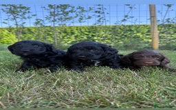 Cockapoo dogs for sale: F1 Cockapoo Puppy’s  - Image 2
