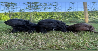 Cockapoo dogs - Advert 7