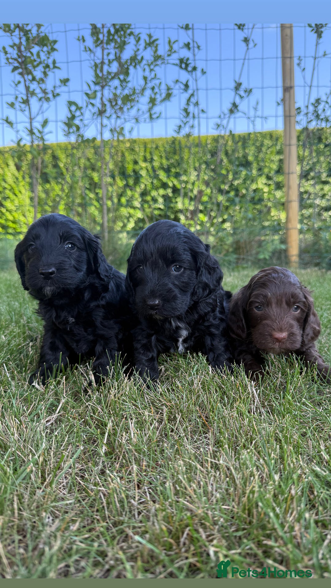Cockapoo dogs for sale: F1 Cockapoo Puppy’s  - Image 2