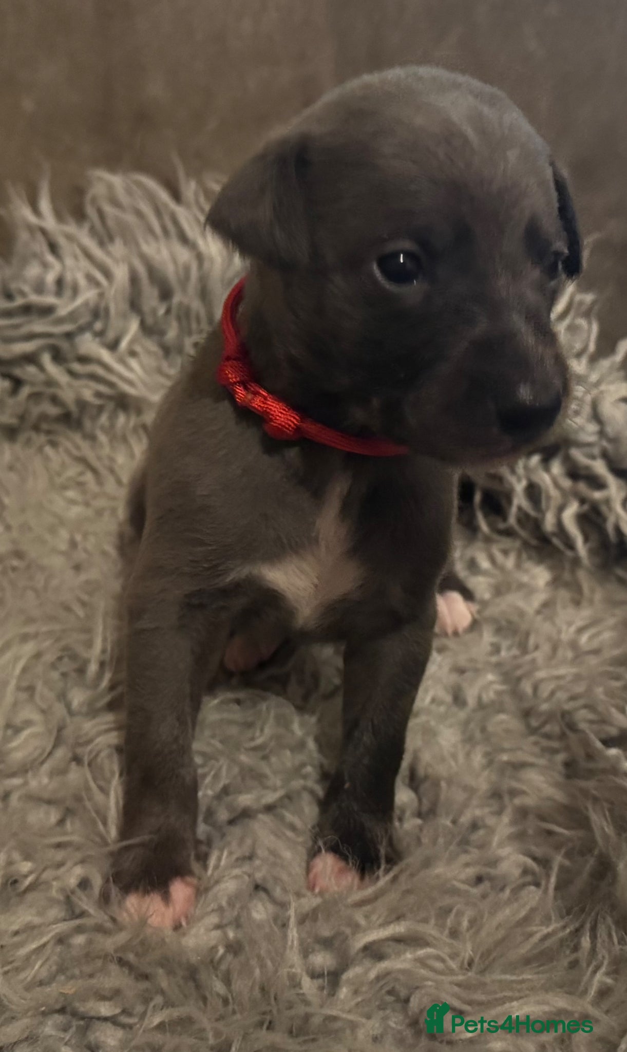 Whippet dogs for sale: 💙 Stunning KC Registered Blue Whippet Puppies  - Advert 15