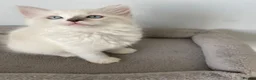 Ragdoll cats for sale: TICA REGISTERED PUREBRED RAGDOLL KITTENS AVAILABLE - Advert 19