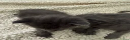 Mixed Breed cats for sale: Grey kittens - Mum is Sphynx X British short hair - Advert 3
