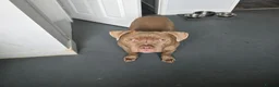 Mixed Breed dogs for sale: Russo-Bear in Warrington - Advert 8