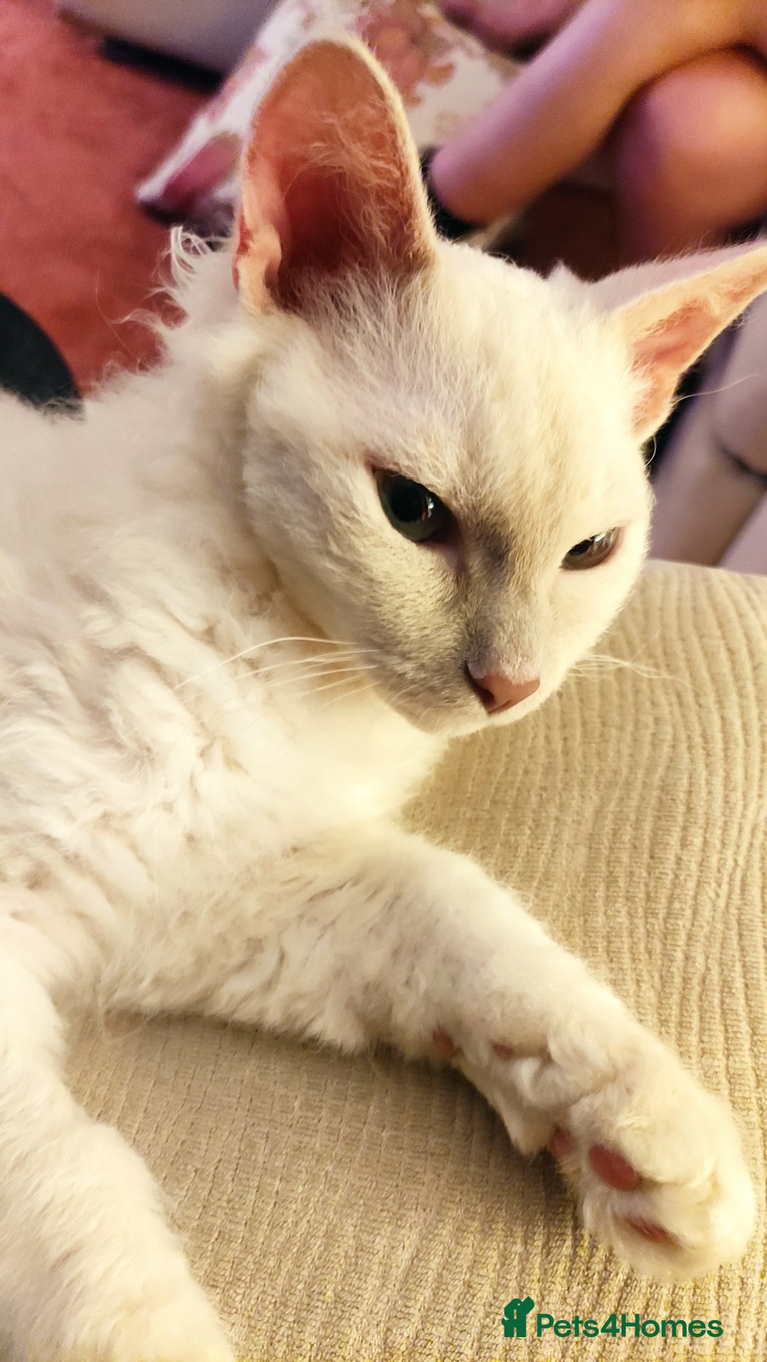 LaPerm cats for sale: Adorable teddy bear curly LaPerm GCCF reg - Advert 9