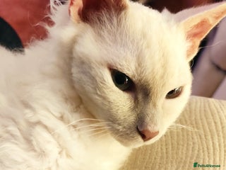 LaPerm cats - Advert 21