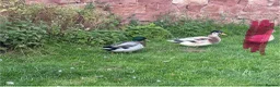Ducks poultry for sale: Ducks seeking new pond  in Cockburnspath - Advert 5