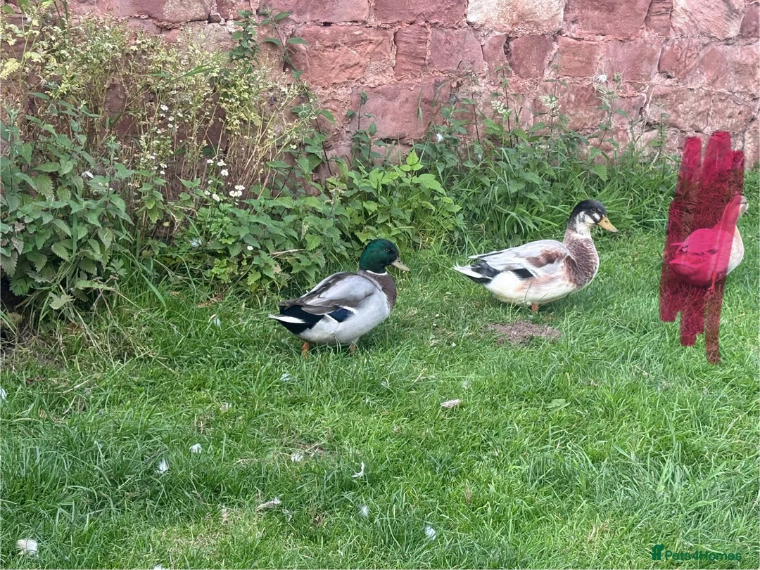 Ducks poultry for sale: Ducks seeking new pond  in Cockburnspath - Advert 5