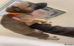 Belgian Shepherd Dog dogs for sale: Belgian Malinois Puppies - Image 8
