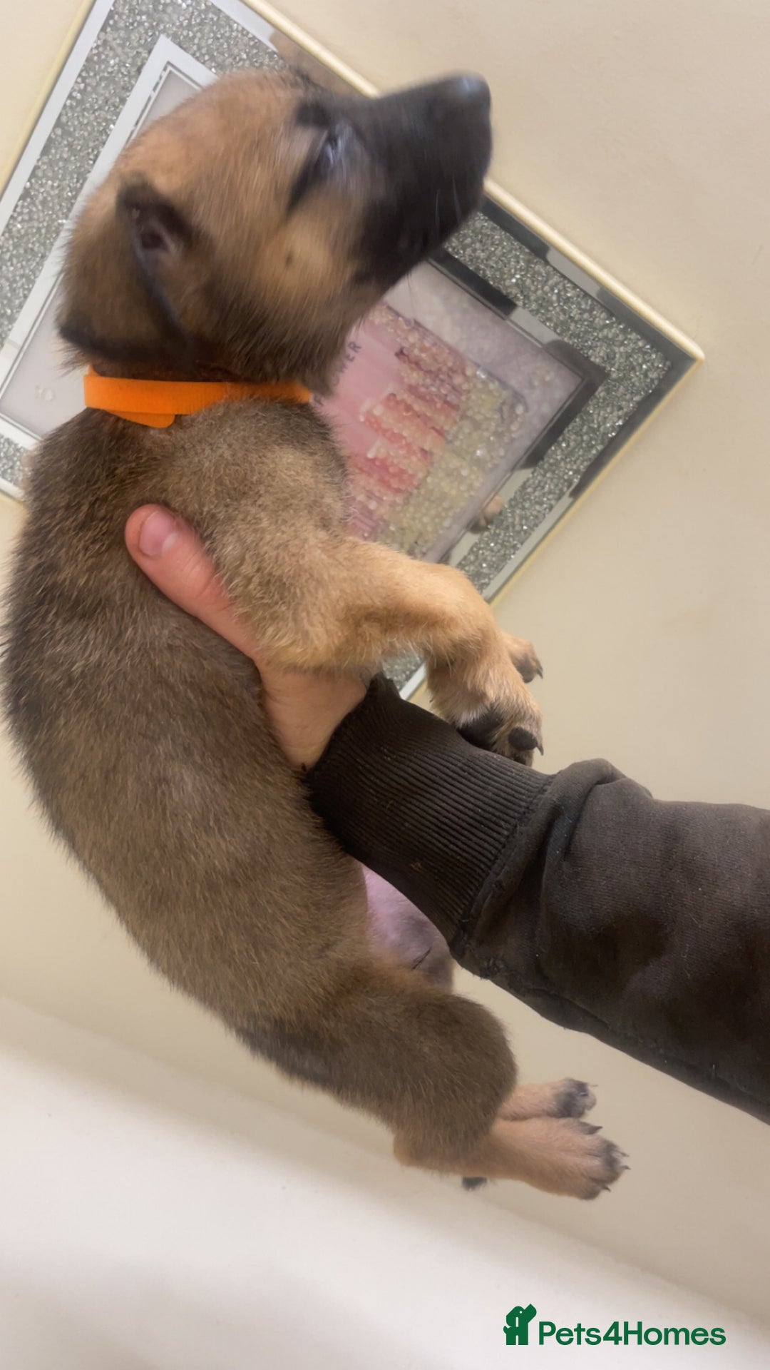 Belgian Shepherd Dog dogs for sale: Belgian Malinois Puppies - Image 8