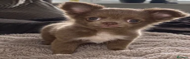 Lilac long coat male 