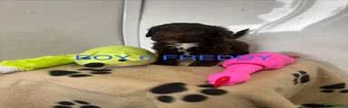 Cockapoo 5