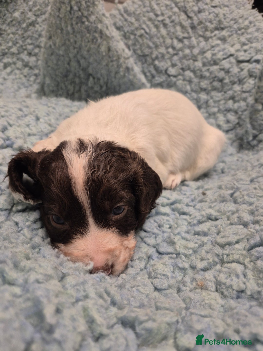 Cocker Spaniel dogs for sale: Lovely little working cocker spaniels - Image 6
