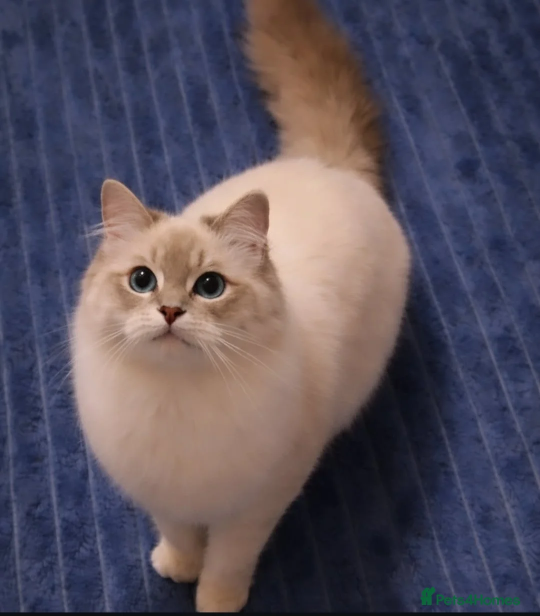 Ragdoll cats for sale: Tica active blue tabby ragdoll - Advert 10