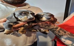Dachshund dogs for sale: Short and long hair miniature dashund  - Image 25