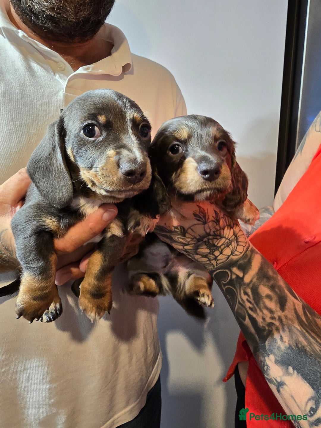 Dachshund dogs for sale: Short and long hair miniature dashund  - Image 25