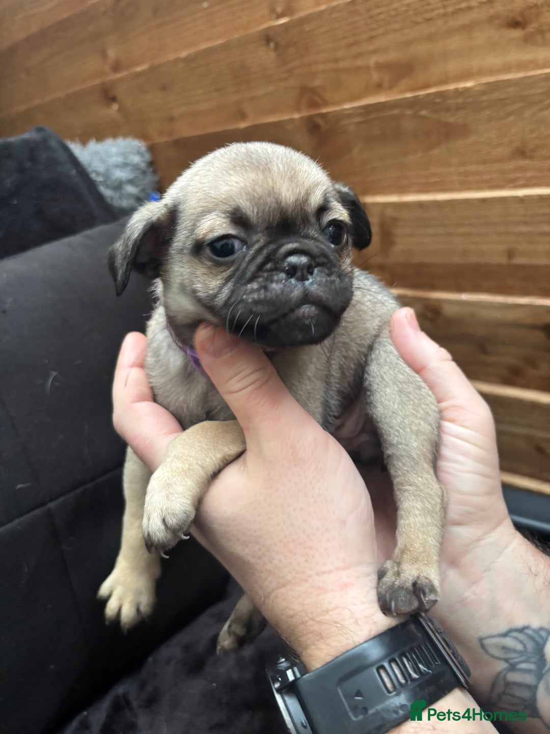 Pug dogs for sale: Beautiful Pug Puppies - Advert 24