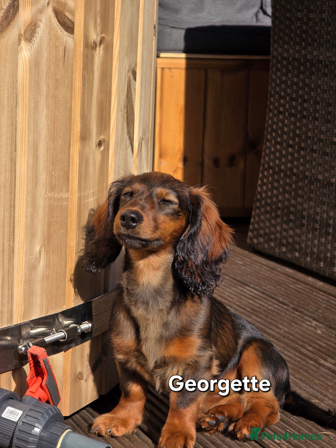 Dachshund dogs for sale: Red long-haired standard dachshund puppies - Image 30